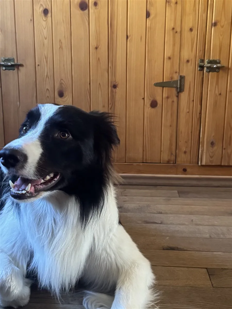 Border collie podczas treningu